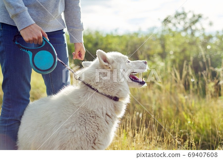 Closeup young white female husky dog on walk, pet looks away, copy space Closeup young white female husky dog on walk, pet looks away, copy space 69407608