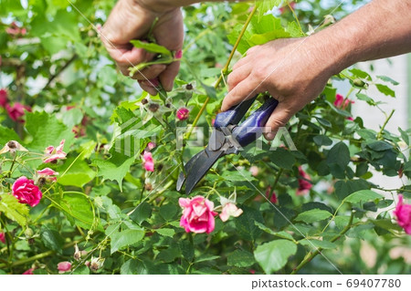 Gardeners hands with secateurs cutting off wilted flowers on rose bush Gardeners hands with secateurs cutting off wilted flowers on rose bush 69407780
