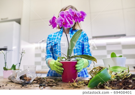 Woman caring transplanting plant Phalaenopsis orchid at table Woman caring transplanting plant Phalaenopsis orchid at table 69408401