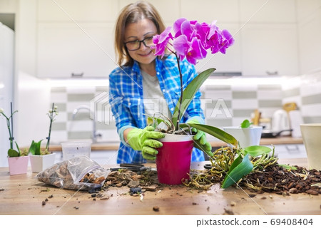 Flower orchid in pot, woman caring transplanting plant Flower orchid in pot, woman caring transplanting plant 69408404
