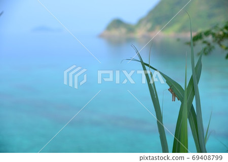 ami美大島嘉吉羅馬島平靜的鬚子茂海7 ami美大島嘉吉羅馬島平靜的鬚子茂海7 69408799