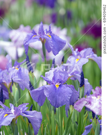 Hana shawab 69409462