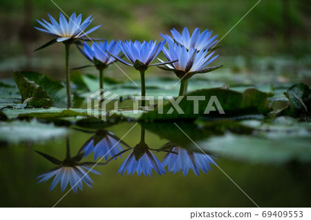Monet's blue water lily 69409553