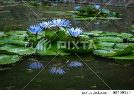 Monet's blue water lily 69409554
