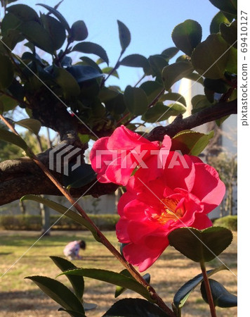 Camellia camellia Camellia camellia 69410127