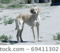 Kazakh greyhound Tazi on a ground 69411302