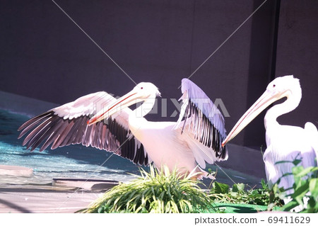 Cute Great White Pelican 69411629