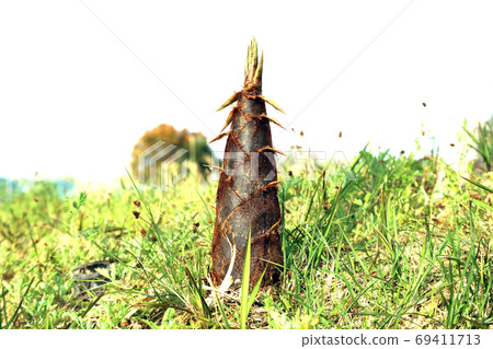 春天的到來的竹野子 69411713