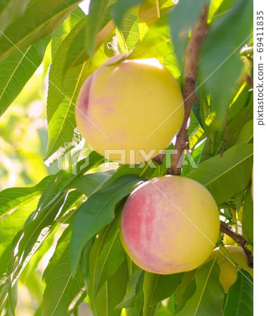 Delicious peach harvest festival 69411835