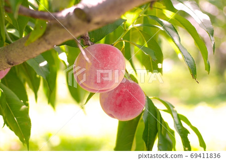 Delicious peach harvest festival 69411836