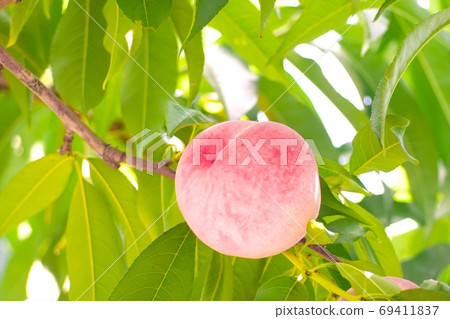 Delicious peach harvest festival 69411837