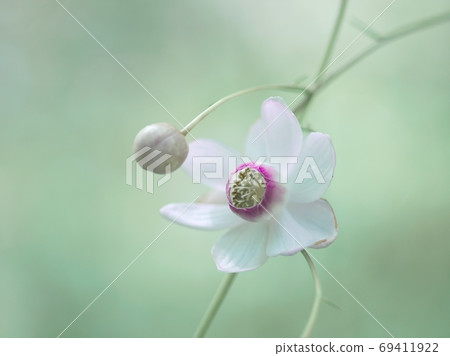 蓮花正沼在陽光下穿過樹林微笑 蓮花正沼在陽光下穿過樹林微笑 69411922