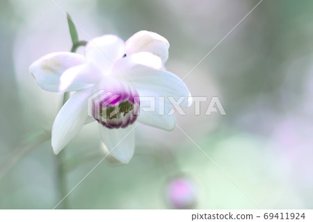 Anemonopsis macrophylla smiling in the sunlight through the trees Anemonopsis macrophylla smiling in the sunlight through the trees 69411924