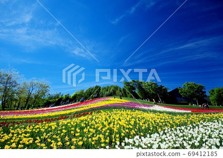 Tulip field in Takino Suzura Park Tulip field in Takino Suzura Park 69412185