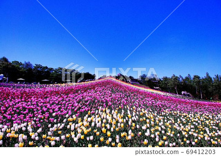 Tulip field in Takino Suzura Park Tulip field in Takino Suzura Park 69412203