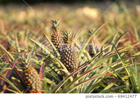 台灣鄉村農作 鳳梨 台灣鄉村農作 鳳梨 69412477