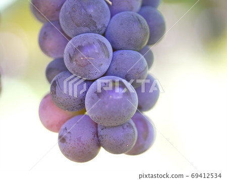 Great harvest festival vineyard 69412534