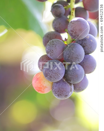 Great harvest festival vineyard 69412536