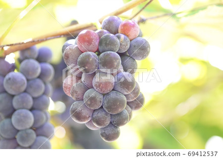 Great harvest festival vineyard 69412537