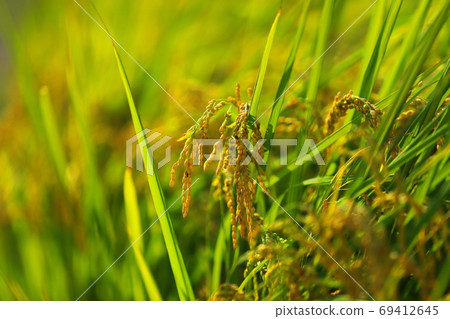 Plump ears of rice Plump ears of rice 69412645