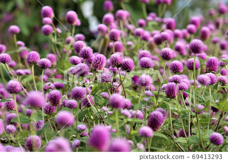 紫色的千日紅花盛開的花田 照片素材 圖片 圖庫