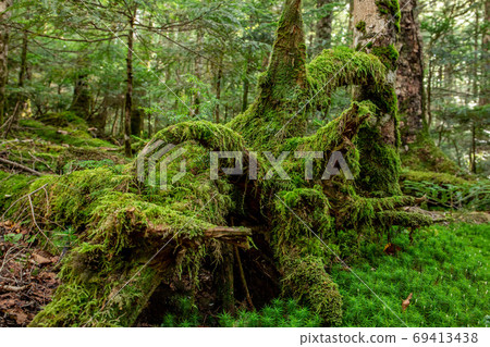 Moss covering the fallen tree Moss covering the fallen tree 69413438