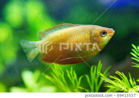 Tropical fish Tropical fish 69413557