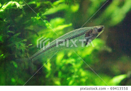Tropical fish Tropical fish 69413558