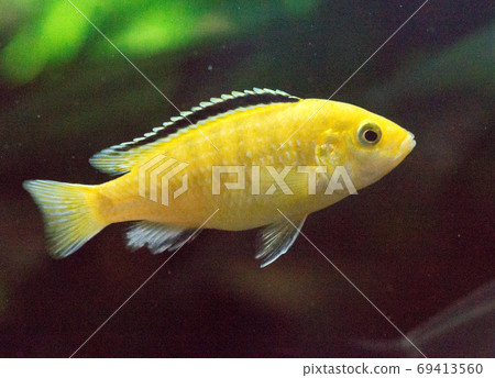 熱帶魚 熱帶魚 69413560