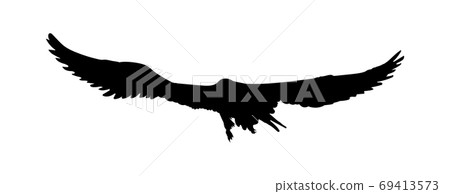 Black silhouette eagle, falcon, hawk or orel isolated on white background Black silhouette eagle, falcon, hawk or orel isolated on white background 69413573