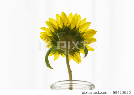 Sun Flower  69413630