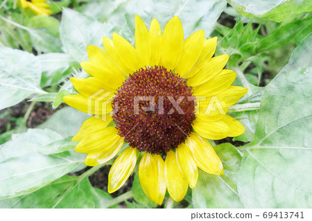 Yellow flower "Shirotae sunflower" in full bloom in the morning sun Watercolor style 69413741