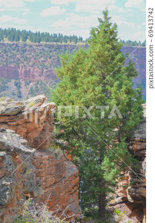 A Ponderosa Pine Tree growing in a ravine on the edge of the Flaming Gorge National Recreation Area in Utah. A Ponderosa Pine Tree growing in a ravine on the edge of the Flaming Gorge National Recreation Area in Utah. 69413742