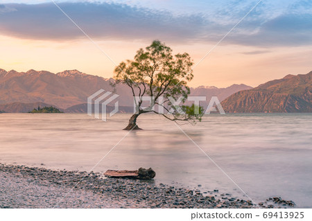 Wanaka alone tree in water lake  69413925