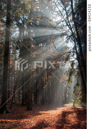 Sun rays in the morning forest Sun rays in the morning forest 69414158