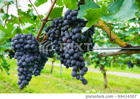 Red wine grapes Red wine grapes 69414307