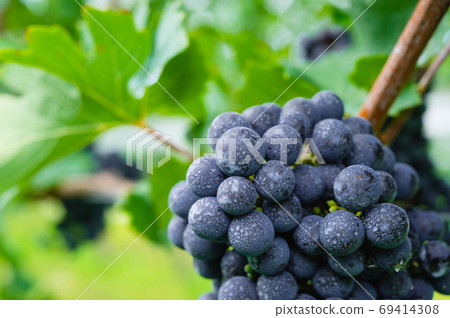 紅酒葡萄 紅酒葡萄 69414308