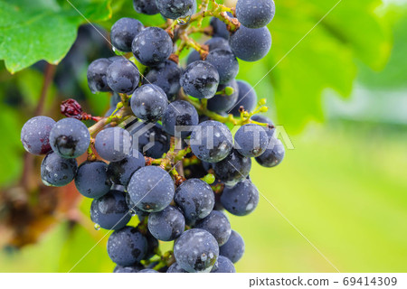 紅酒葡萄 紅酒葡萄 69414309
