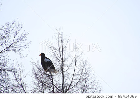 Steller's sea eagle 69414369