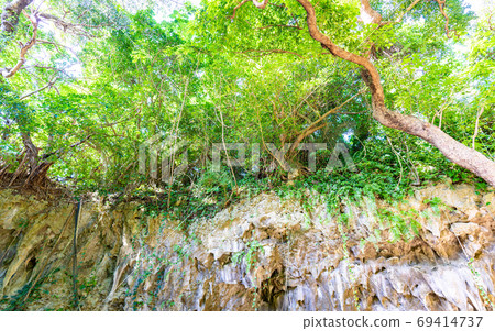 Rocks and plants in the Valley of Gangala, Okinawa Rocks and plants in the Valley of Gangala, Okinawa 69414737