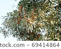 Asian tree branch jida with ripe fruits 69414864