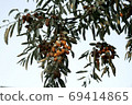 Asian tree branch jida with ripe fruits 69414865