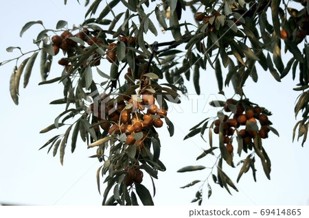 Asian tree branch jida with ripe fruits Asian tree branch jida with ripe fruits 69414865