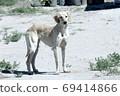 Kazakh greyhound Tazi on a ground photo 69414866