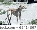Kazakh greyhound Tazi on a ground photo 69414867