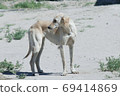 Kazakh greyhound Tazi on a ground photo 69414869