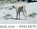 Kazakh greyhound Tazi on a ground photo 69414870