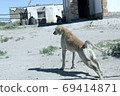 Kazakh greyhound Tazi on a ground photo 69414871