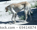 Kazakh greyhound Tazi on a ground photo 69414874
