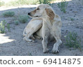 Kazakh greyhound Tazi on a ground photo 69414875